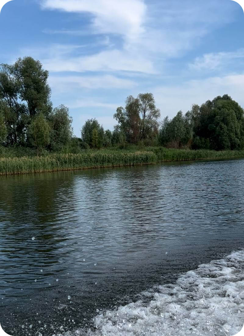 Вертикальное фото леса